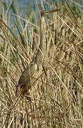 Purple Heron