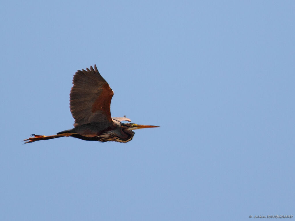 Purple Heron