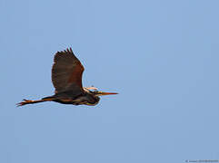 Purple Heron