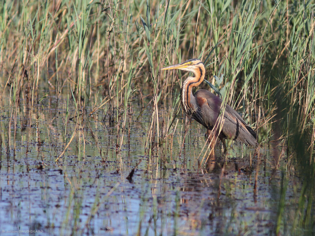 Héron pourpré, identification