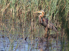 Purple Heron