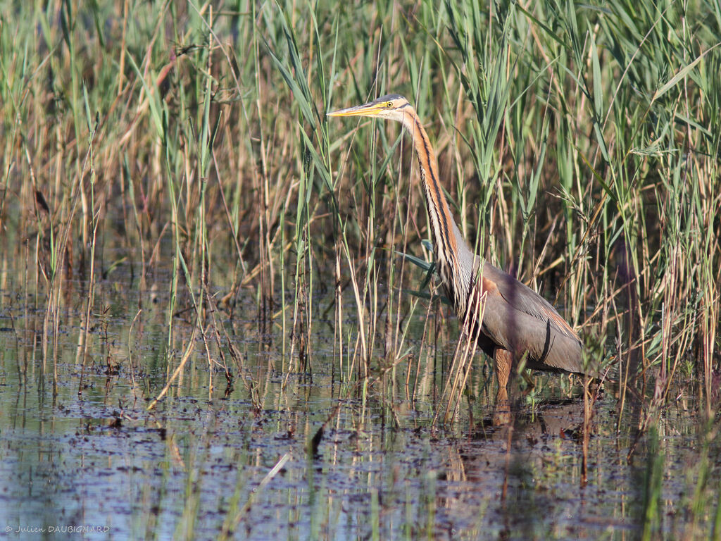 Purple Heron, identification