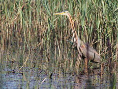 Purple Heron