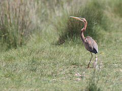 Purple Heron