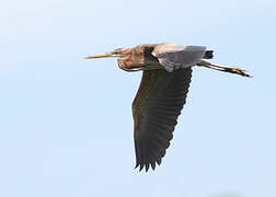 Purple Heron