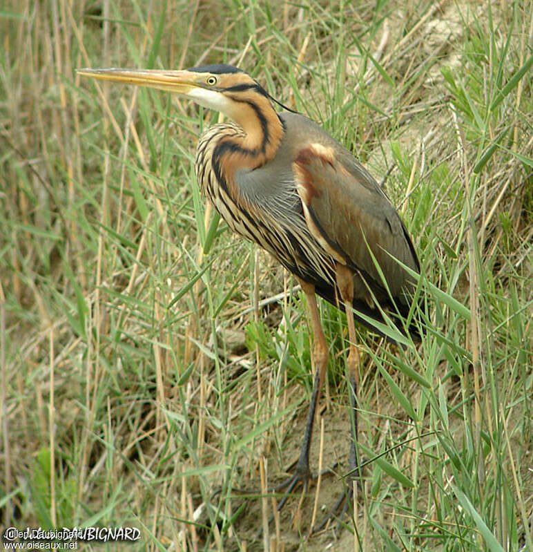 Héron pourpréadulte nuptial, identification