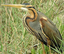 Purple Heron