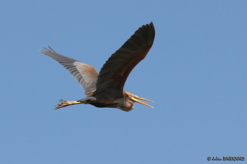 Purple Heronadult, Flight