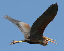 Purple Heron