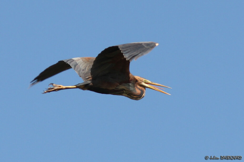 Purple Heronadult, Flight