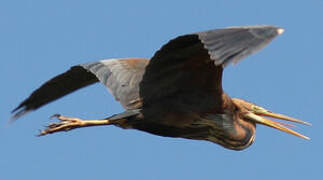 Purple Heron