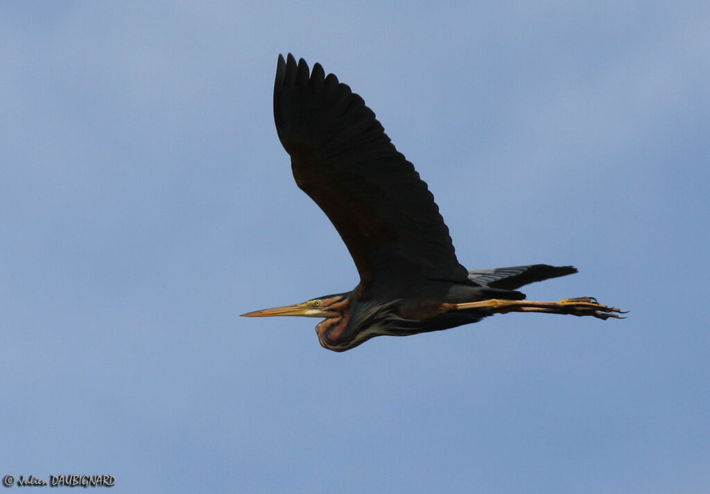 Purple Heronadult, Flight