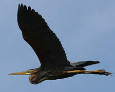 Purple Heron