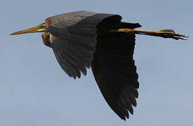 Purple Heron