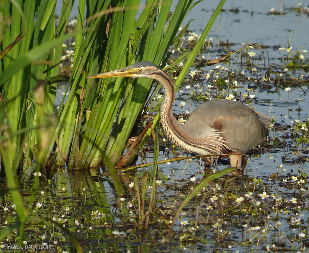 Héron pourpré, identification