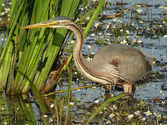 Purple Heron