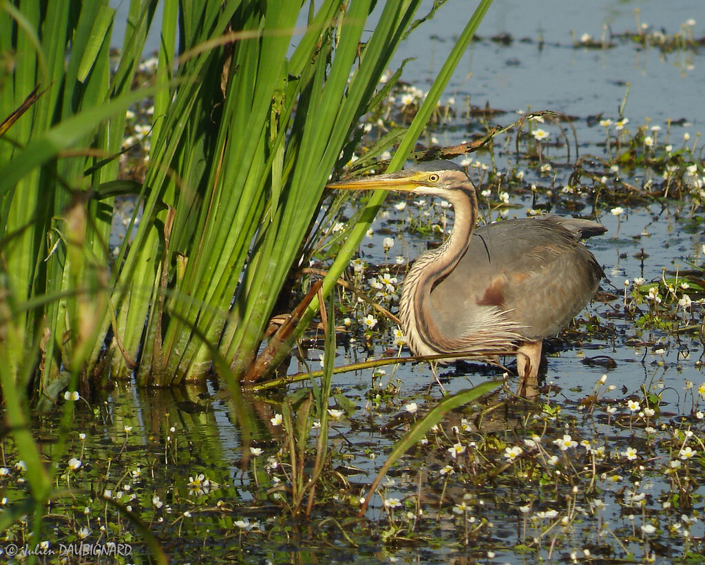 Héron pourpré, identification