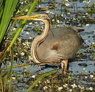 Purple Heron