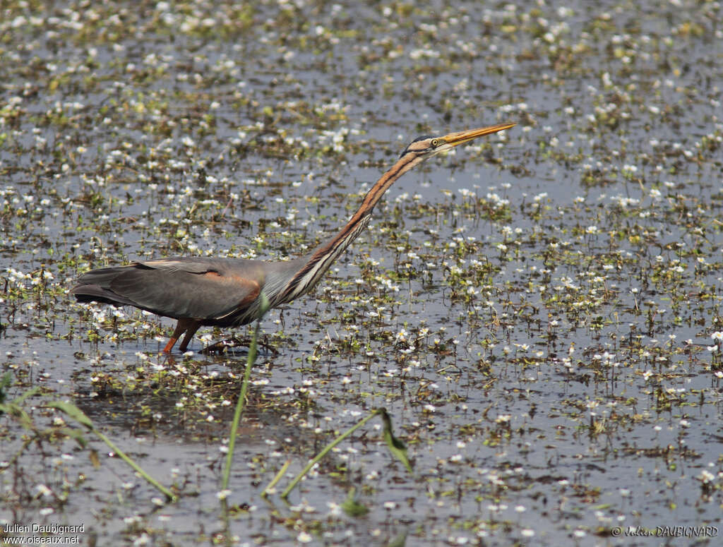 Purple Heronadult, Behaviour