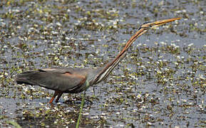 Purple Heron