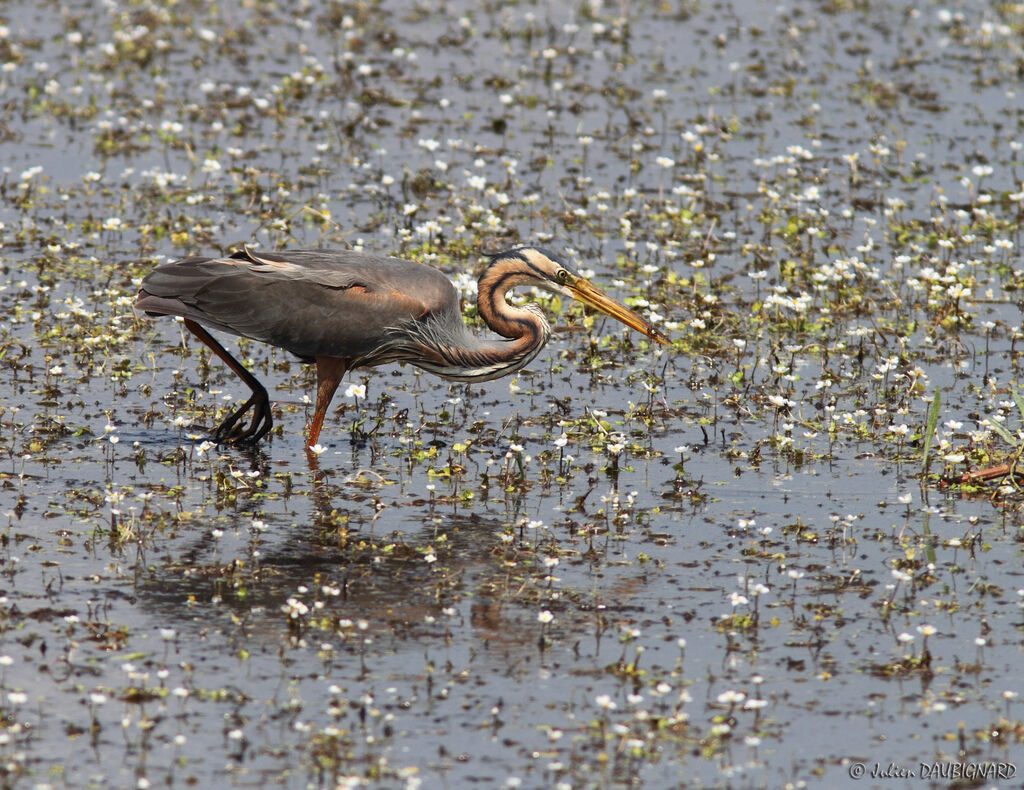 Purple Heron, identification