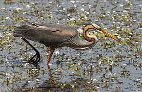 Purple Heron