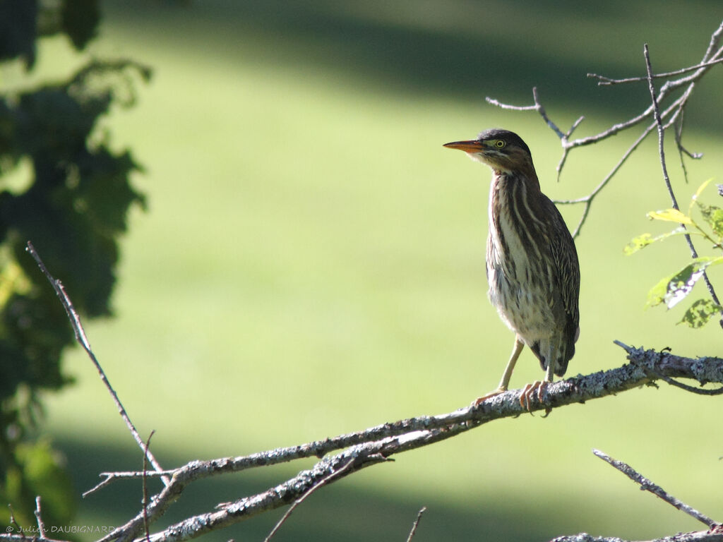 Green Heron, identification