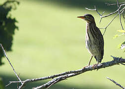 Green Heron