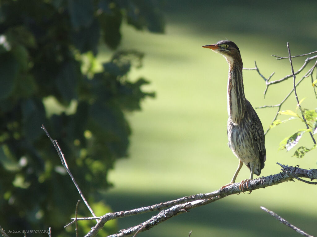 Green Heron, identification