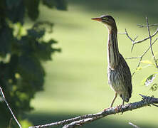 Green Heron