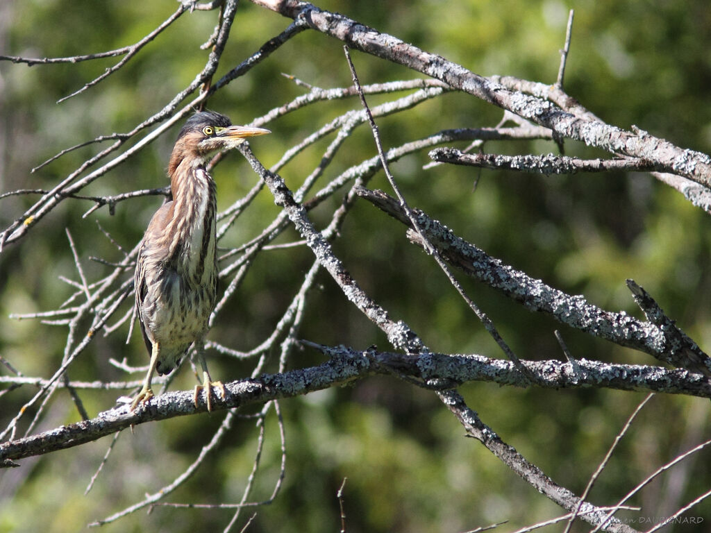 Green Heron, identification