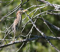 Green Heron