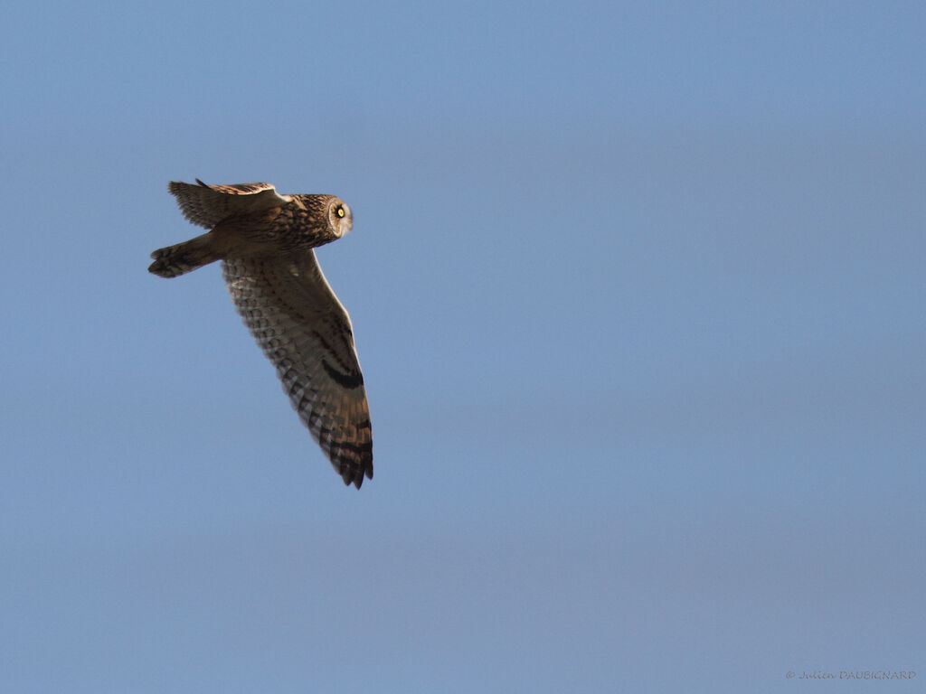 Hibou des marais, Vol