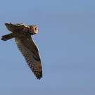 Hibou des marais