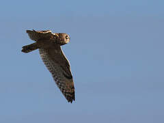 Short-eared Owl