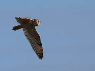 Hibou des marais