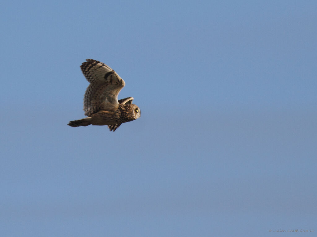 Hibou des marais, Vol