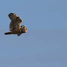 Hibou des marais