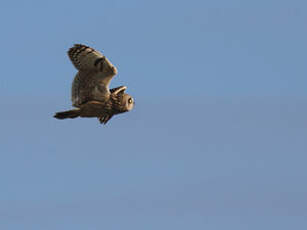 Hibou des marais