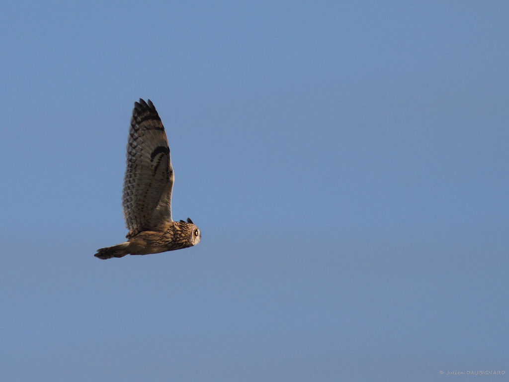 Hibou des marais, Vol