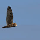 Hibou des marais