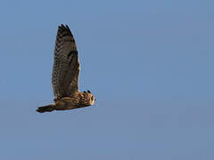 Short-eared Owl