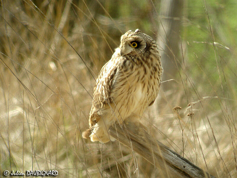 Hibou des marais