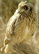 Hibou des marais