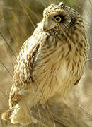 Short-eared Owl