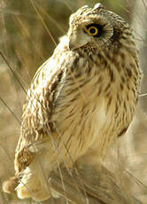 Hibou des marais