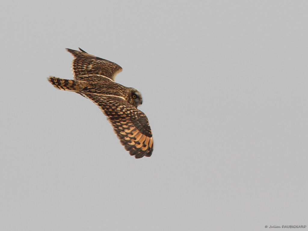 Short-eared Owl, Flight