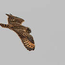 Hibou des marais