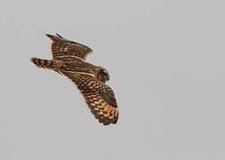 Short-eared Owl