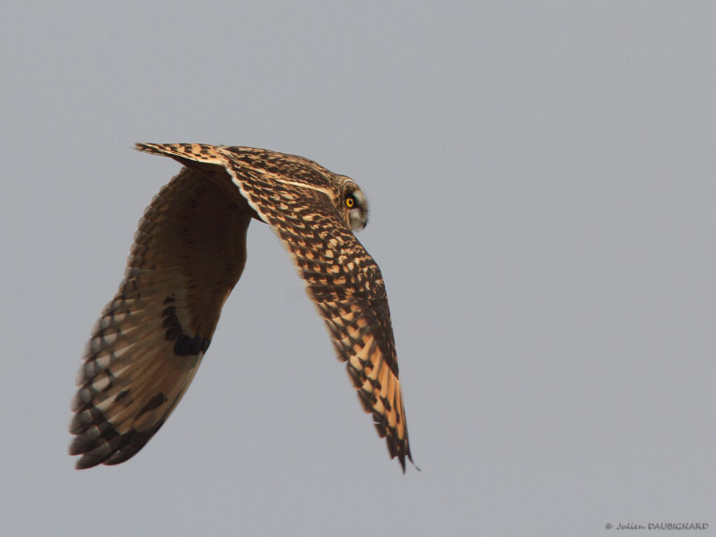 Hibou des marais, Vol